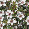 Leptospermum scoparium var. scoparium